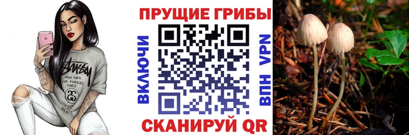 Галлюциногенные грибы Psilocybine cubensis  Богданович 